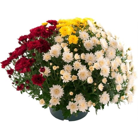 CHRYSANTHEME MULTIFLEURS TRICOLORE COUPE 23 CM