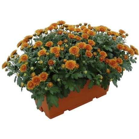 Chrysanthème multifleurs uni jardinière 40 cm
