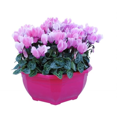 CYCLAMEN coupe 23 cm