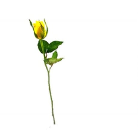 Rose jaune 40 cm bouton de 3.8 cm hauteur 40 cm