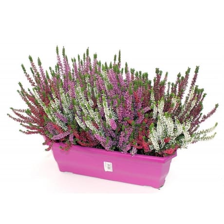 Calluna naturelle tricolore jardiniere 40 cm