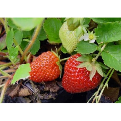 Fraisier Ostara barquette de 6 plants godet de 7cm remontant