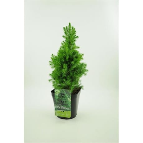 Conifère picea albertiana glauca conica épicéa en cône 4 litres