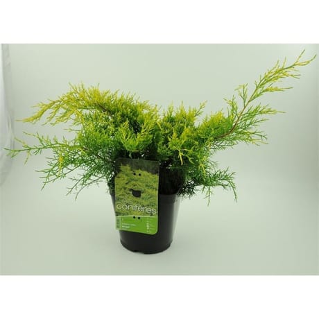 Juniperus x media 'old gold' genévrier conteneur de 4 litres