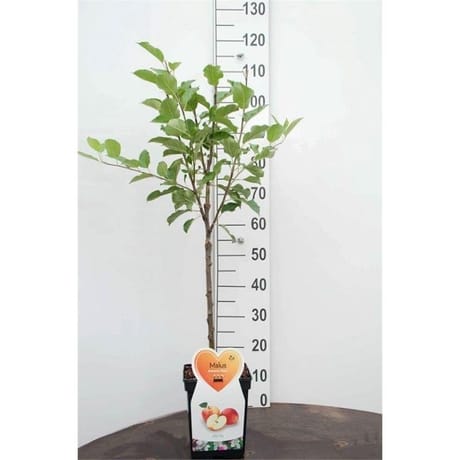 Pommier jonagold patio c5 50 cm