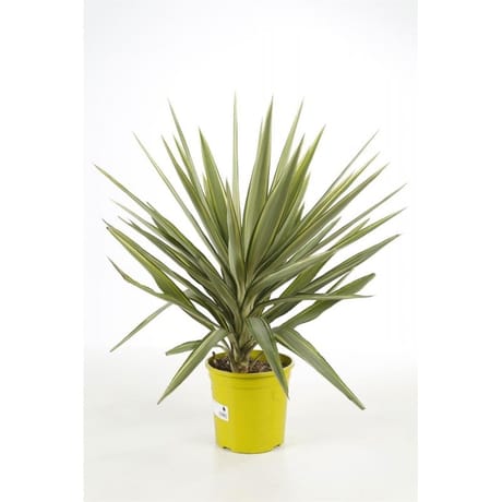 Yucca jewel conteneur de 5 litres