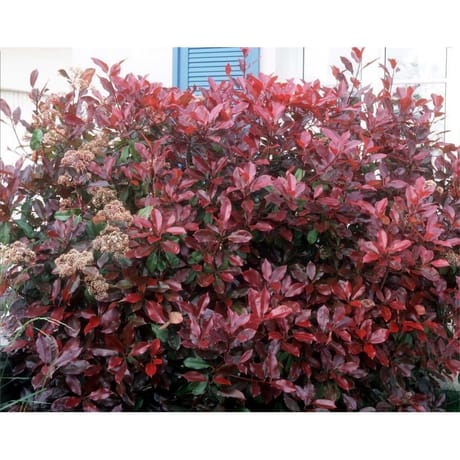 Photinia fraseri red robin c4/4,5
