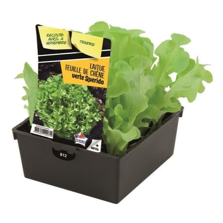 Laitue feuille de chêne verte querido 12 plants