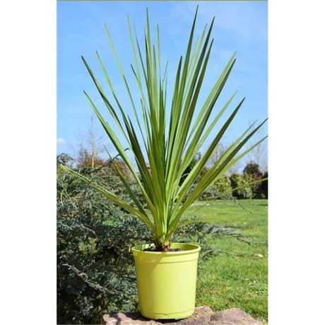 Cordyline indivisa ct20 5l hauteur 80-100 cms