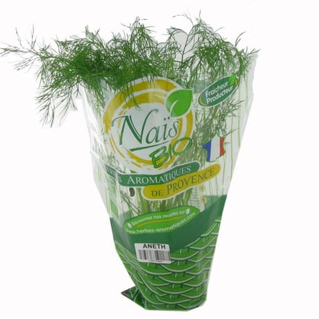 Herbe fraiche bio aneth