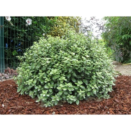 Pittosporum tenuifolium forme boule c4/c4,5