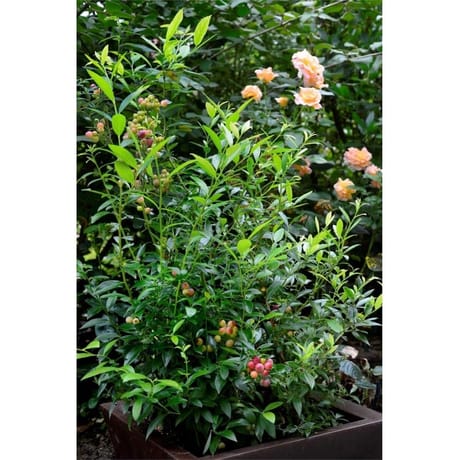 Vaccinium varies c 4/4.5