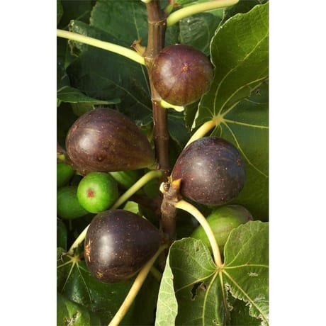 Figuier variés c 4/4.5