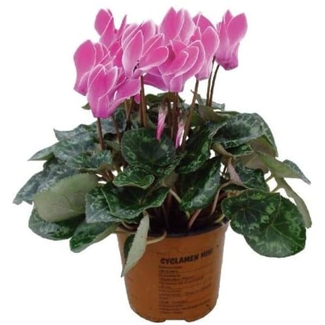 Cyclamen mini pot de 0,5l