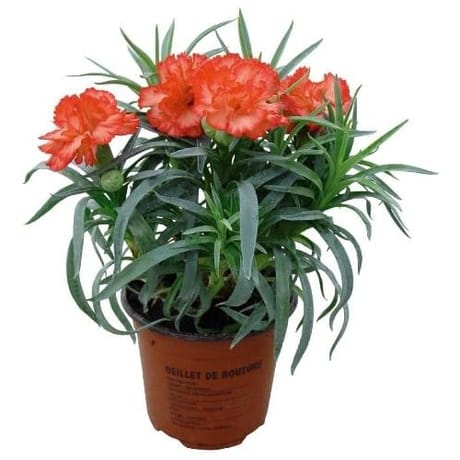 Oeillet de bouture pot de 0,5l