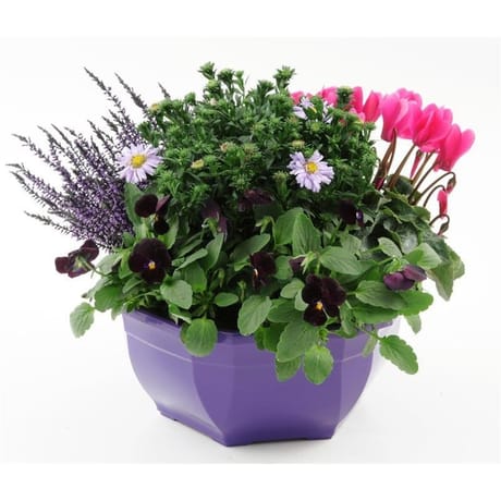 Association d'espèces nuance coupe 23cm