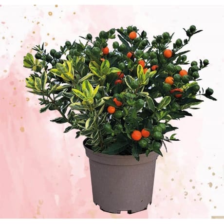 Véronique solanum pot 2L