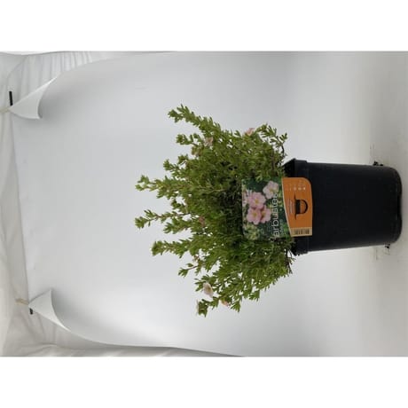 Potentilla fruticosa "pink-beauty" pot 3L