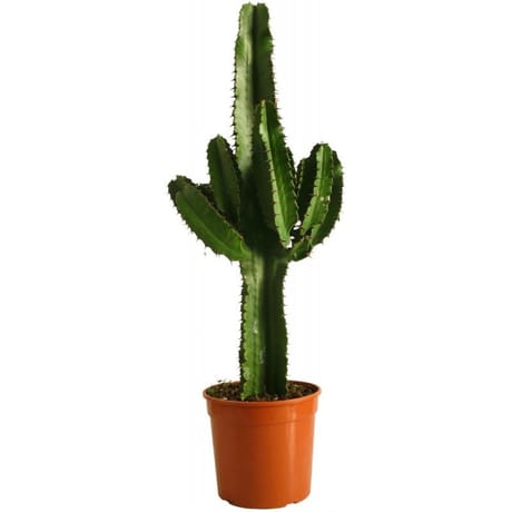 Euphorbia eritrea pot 19cm 70/90