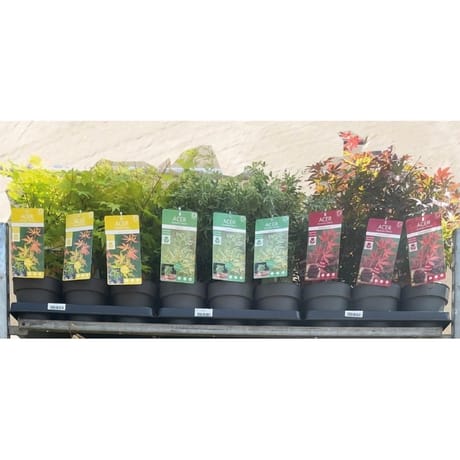 Acer palmatum pot 15cm