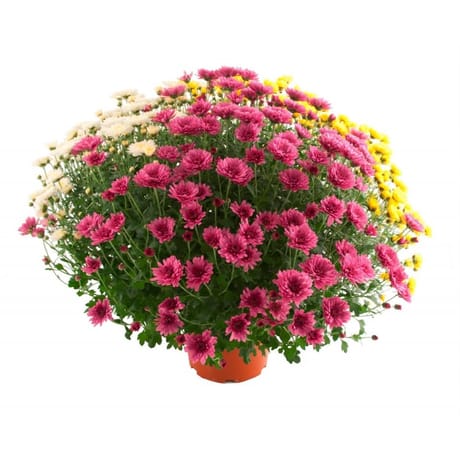 Chrysanthème multifleurs 50-60 cm tricolore pot 3L
