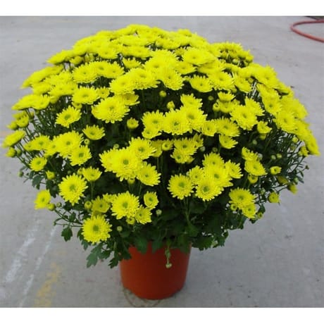 Chrysanthème multifleurs pot 2L