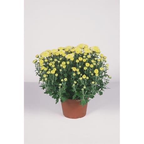 CHRYSANTHEME MULTIFLEURS POT 1 L