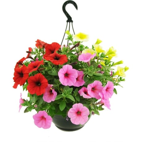 Petunia 1000 fleurs suspension 23 cm