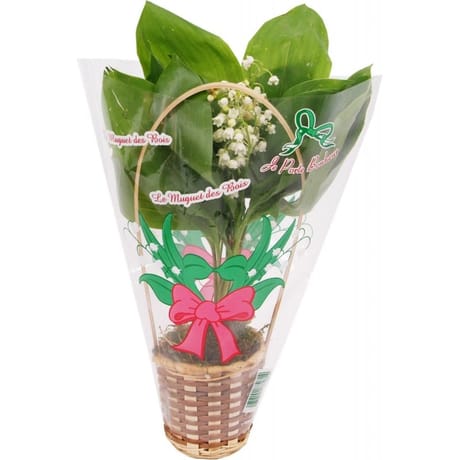 Composition pot de muguet 10 brins