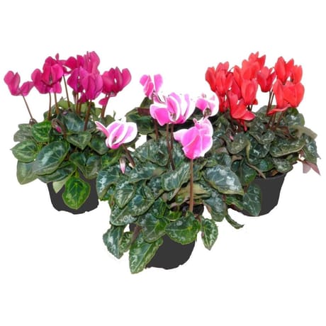 Mini cyclamen pot de 10.5cm