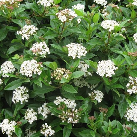 Sica viburnum tinus conteneur  2 litres
