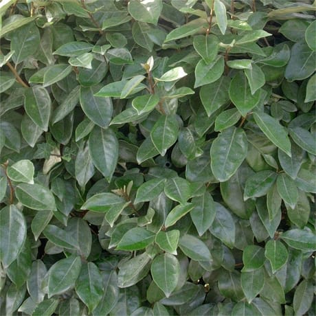 Eleagnus x ebbengei c.2l rc