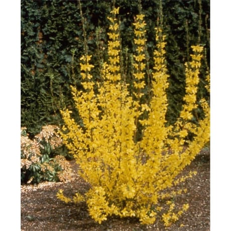 Sica forsythia jaune lynwood gold c.2