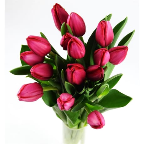 15 Tulipes fête