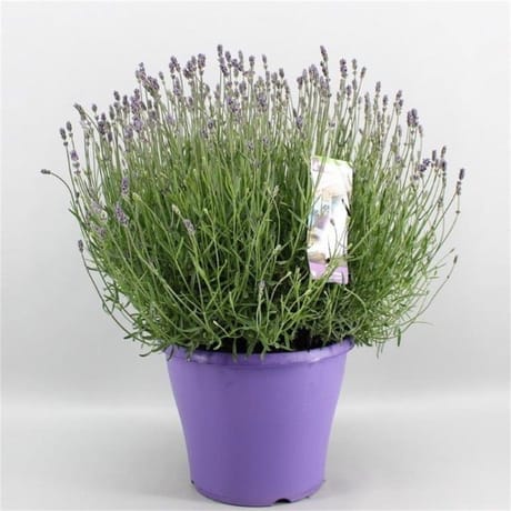 Lavande angustifolia pot de 23 cm bouton fleuri