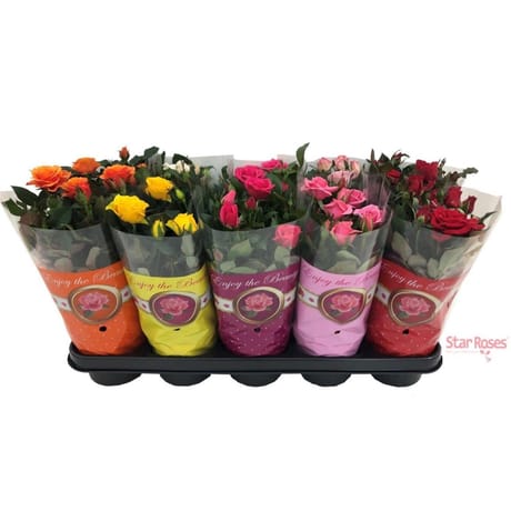 Rosier fleuri p12