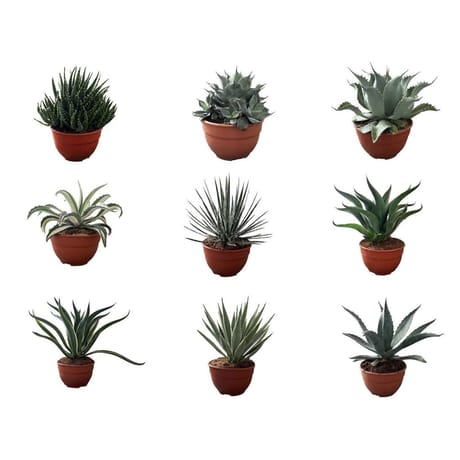 Agave en mix de variétés c2,6l coupe 20cm 30/40