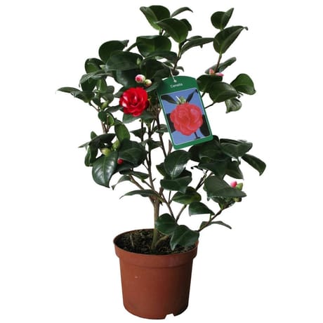 Camellia japonica (camelia) boutonne et en mix  pot 19cm 50/60