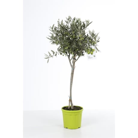 Olea europaea tige p20 pot colore