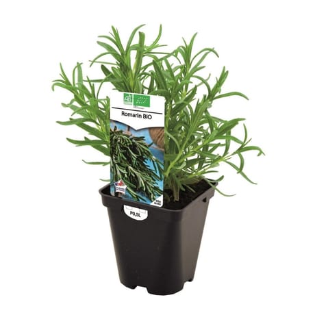 Romarin bio pot 0.5 litre