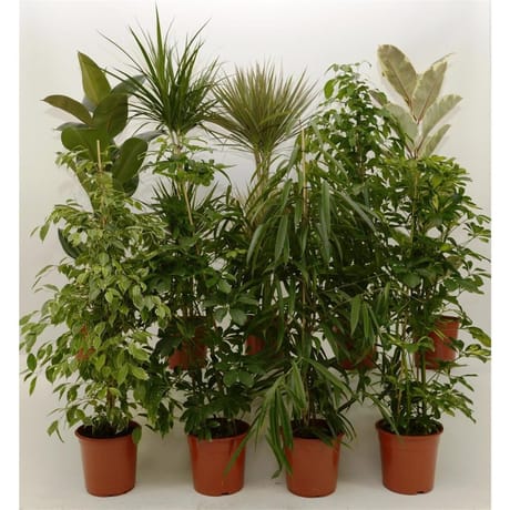 Plantes vertes variées pot de 24 cm hauteur 130-150cm