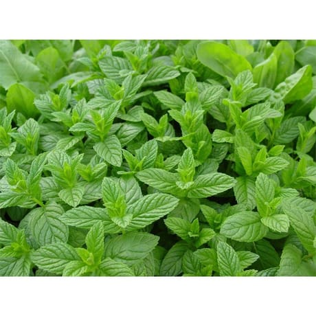 Menthe verte bio pot de 0.5 litre