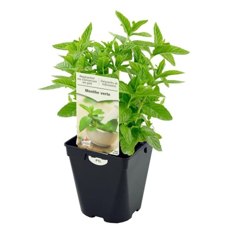 Menthe verte pot 1 litre