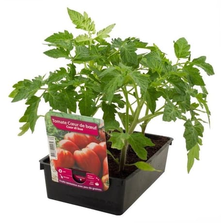 Tomate coeur de boeuf f1 barquette 6 plants