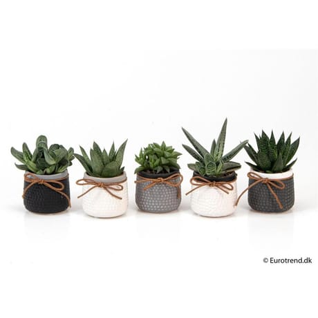 Mini succulente en céramique