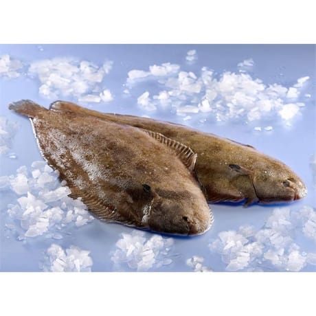 Sole