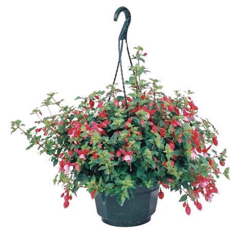 Fuchsia suspension 23cm