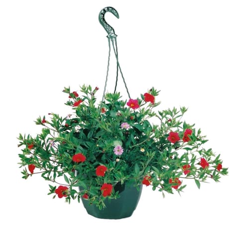 Calibrachoas suspension 23cm