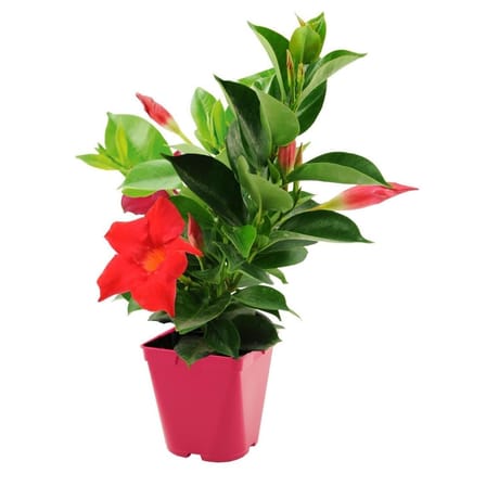 Dipladenia pot 0.5 L