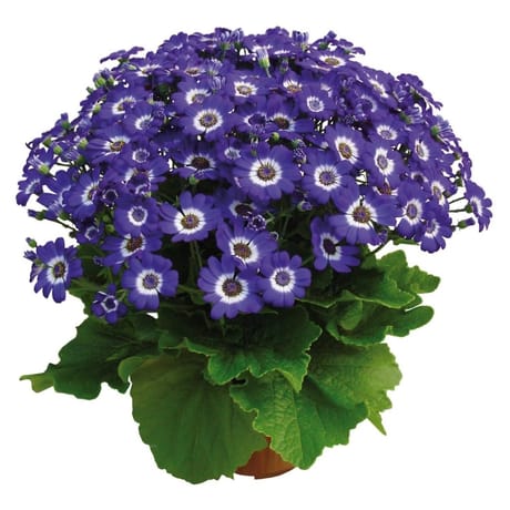 Cineraire des rameaux pot 2 l